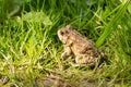 American Toad in grass Royalty Free Stock Photo