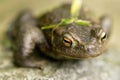 American toad perched atop a weathered gray rock, a blade of grass between its lips Royalty Free Stock Photo