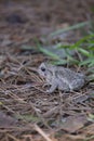 American Toad on Pinestraw Royalty Free Stock Photo