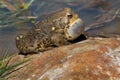 American Toad - Anaxyrus americanus Royalty Free Stock Photo