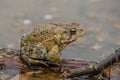 American Toad Sits on Log in Pond Royalty Free Stock Photo