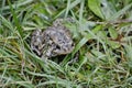 American toad sitting on grass in later fall Royalty Free Stock Photo