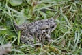 American toad sitting on grass in later fall Royalty Free Stock Photo