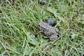 American toad sitting on grass in later fall Royalty Free Stock Photo