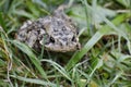 American toad sitting on grass in later fall Royalty Free Stock Photo