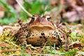 An American Toad Royalty Free Stock Photo