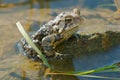 American Toad - Anaxyrus americanus Royalty Free Stock Photo