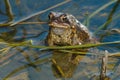 American Toad - Anaxyrus americanus Royalty Free Stock Photo