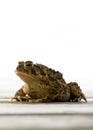 An American Toad sunning itself on a cottage deck.