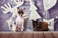 American Toy Fox Terrier and maine coon cat sit on a Christmas background Royalty Free Stock Photo