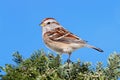 American Tree Sparrow