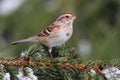 American Tree Sparrow Royalty Free Stock Photo