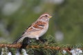 American Tree Sparrow