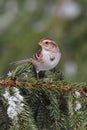 American Tree Sparrow