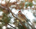 American Tree Sparrow