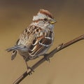 American Tree Sparrow Royalty Free Stock Photo