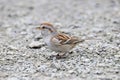 American tree sparrow Royalty Free Stock Photo