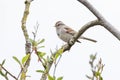 American tree sparrow Royalty Free Stock Photo