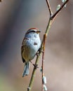 American Tree Sparrow. Close-up view perched with blur brown background in its environment and habitat. Sparrow Picture