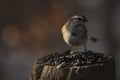 American Tree Sparrow feeding