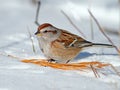 American Tree Sparrow