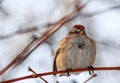 American tree sparrow perched on a branch