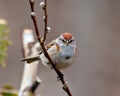 American Tree Sparrow Photo and Image. Sparrow close-up front view perched on a tree buds branch in its environment and habitat