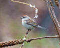 American Tree Sparrow Photo and Image. Sparrow close-up side view perched on a tree bud twig with a blur soft rainbow background Royalty Free Stock Photo