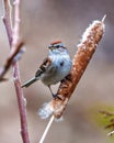 American Tree Sparrow Photo and Image. Perched on a cattail with blur brown background in its environment Sparrow Picture