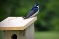 American Tree Swallow Royalty Free Stock Photo