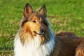 American true-bred collie