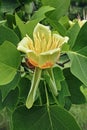 American tulip tree, flower and leaves