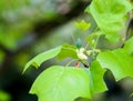 American tulip tree Liriodendron tulipifera `Aureomaraginatum`