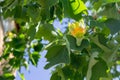 American tulip tree - Liriodendron tulipifera