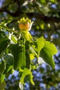 American tulip tree - Liriodendron tulipifera