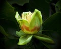 American tulip tree (Liriodendron tulipifera) in blossom