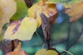 American tulip tree Liriodendron tulipifera, fall foliage and seed head