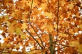 American tulip tree, Liriodendron tulipifera, fall foliage