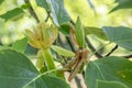 American tulip tree Liriodendron tulipifera, flower and green fruit