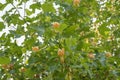 American tulip tree, Liriodendron tulipifera in full bloom