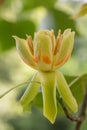 American tulip tree Liriodendron tulipifera, an open flower
