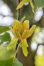 American tulip tree Liriodendron tulipifera, open flower