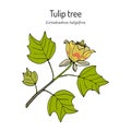 American tuliptree, or tulip poplar liriodendron tulipifera , state tree of Kentucky