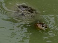 American Turtle Royalty Free Stock Photo