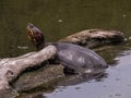 American Turtle Swimming Royalty Free Stock Photo