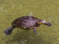 American Turtle Swimming Royalty Free Stock Photo