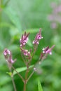 American vervain Verbena hastata violet budding flowers