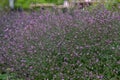 American vervain Verbena hastata, violet flowering plant Royalty Free Stock Photo