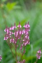 American vervain Verbena hastata with violet flowers