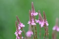 American vervain Verbena hastata violet flowers and buds Royalty Free Stock Photo